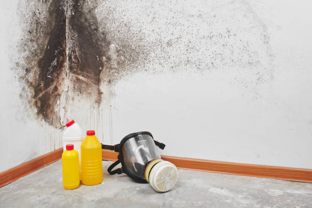 Best Commercial Mold Removal  in Rancho Santa Fe, CA