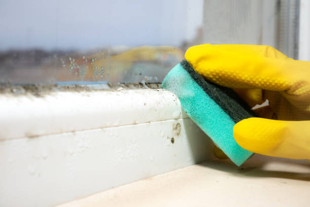 Best Mold Removal Company Near Me  in Rancho Santa Fe, CA