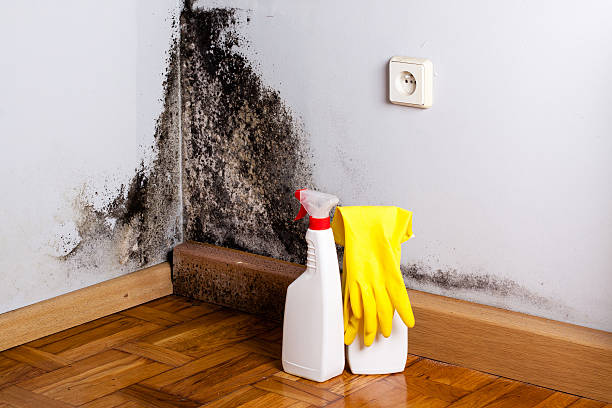 Best Emergency Mold Removal  in Rancho Santa Fe, CA