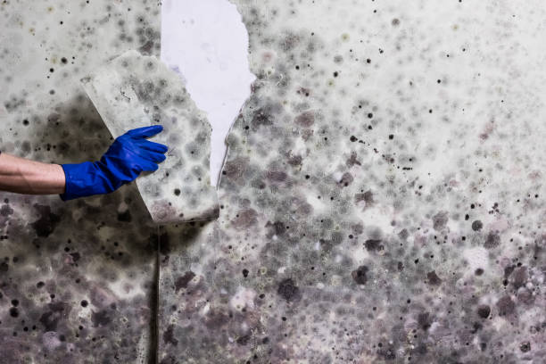 Attic Mold Removal in Rancho Santa Fe, CA