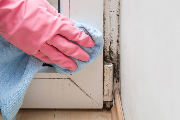 Mold Testing and Removal in Rancho Santa Fe, CA